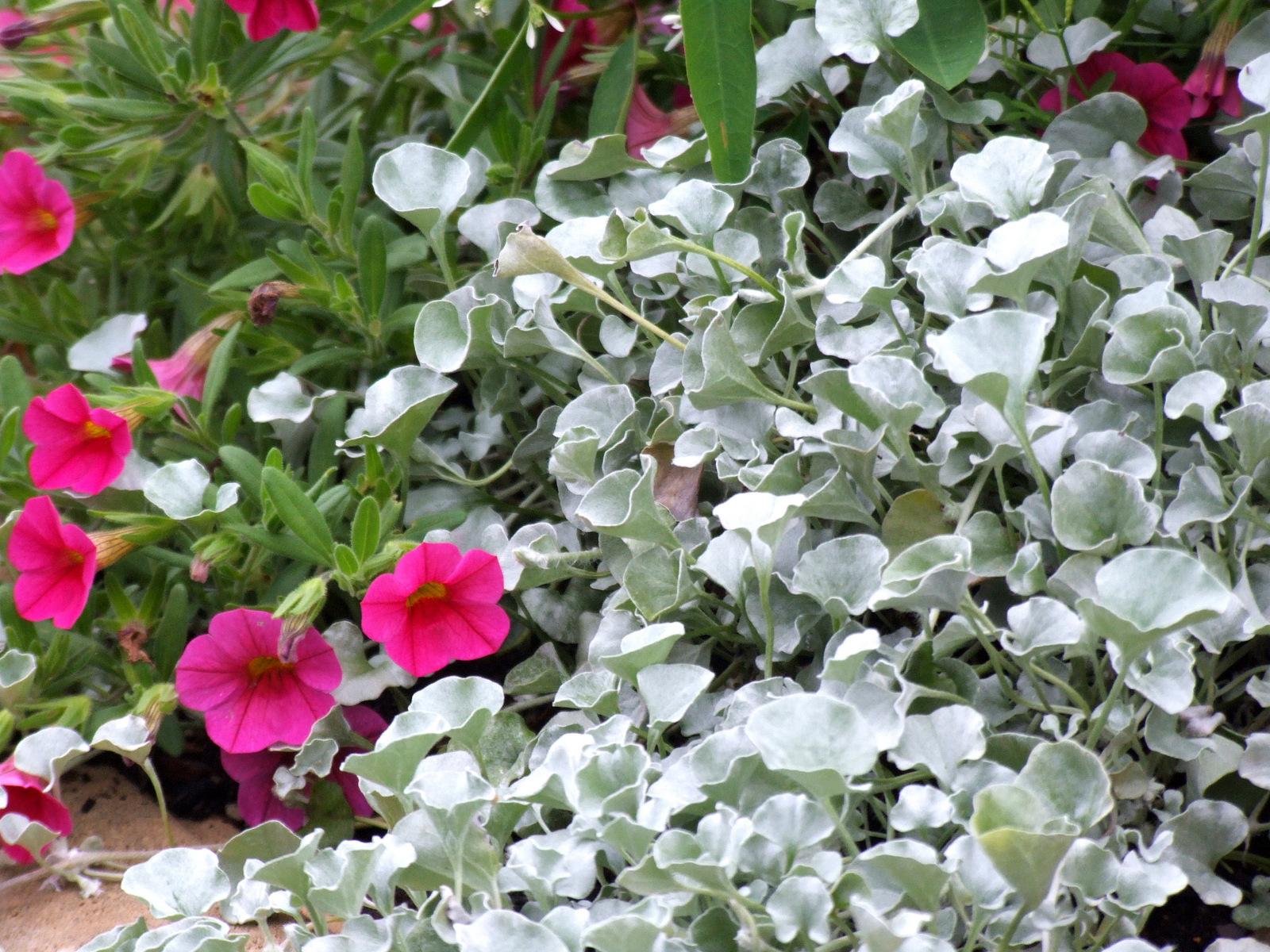 Cordyline Fruticosa Silver Lining - View 16 from www redcrocus com