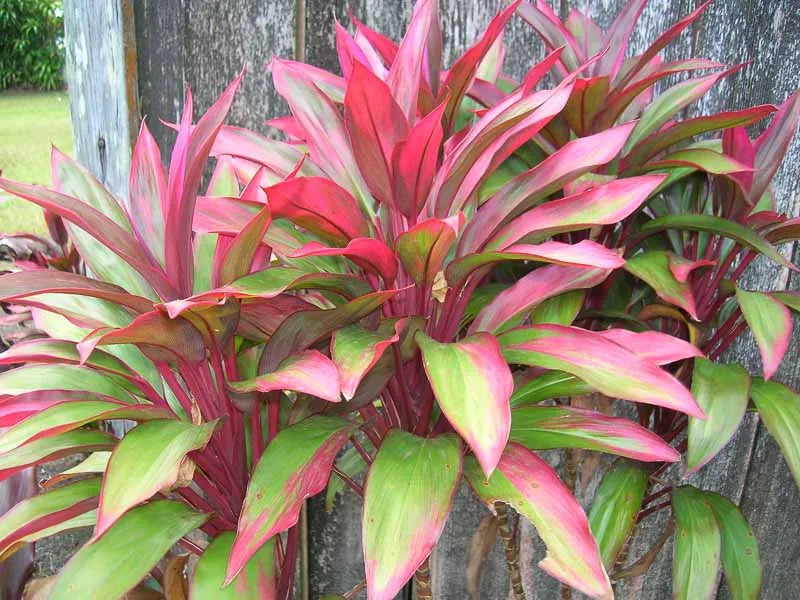 Cordyline Fruticosa Silver Lining - View 18 from www redcrocus com