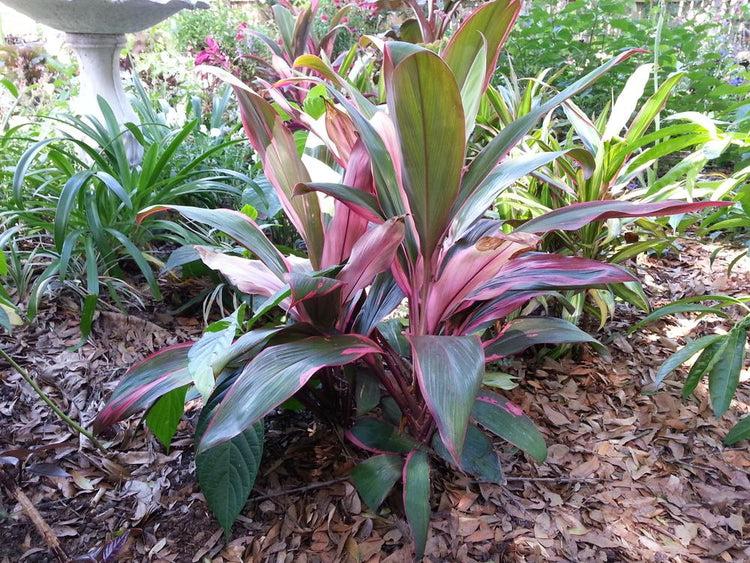 Cordyline Fruticosa Silver Lining - View 19 from www redcrocus com