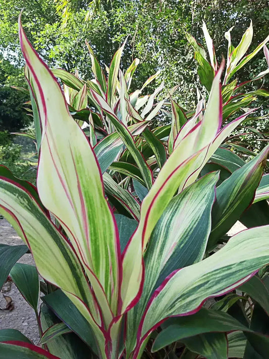 Cordyline Fruticosa Silver Lining - View 1 from www redcrocus com