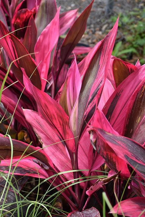 Cordyline Fruticosa Silver Lining - View 21 from www redcrocus com
