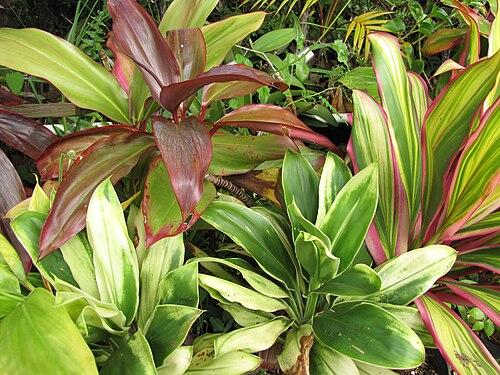 Cordyline Fruticosa Silver Lining - View 23 from www redcrocus com