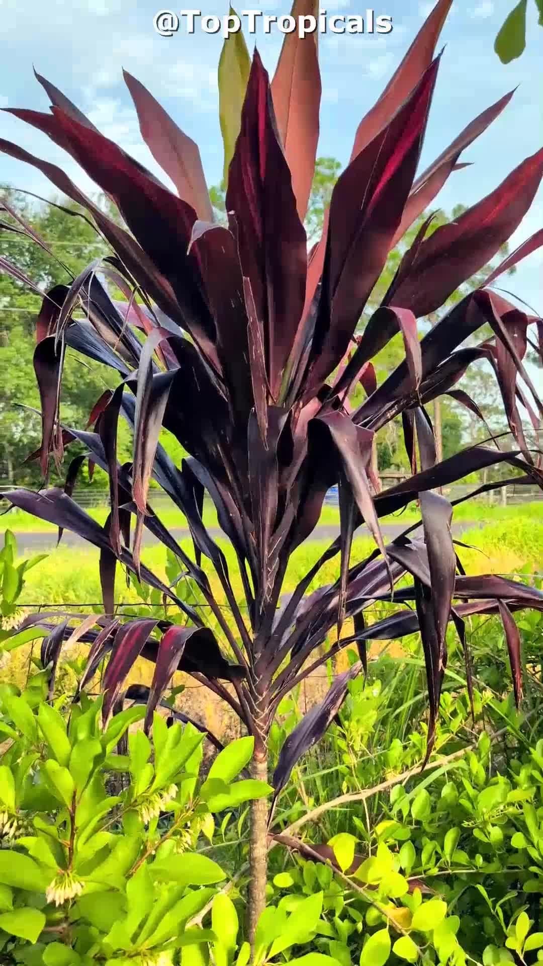 Cordyline Fruticosa Silver Lining - View 24 from www redcrocus com