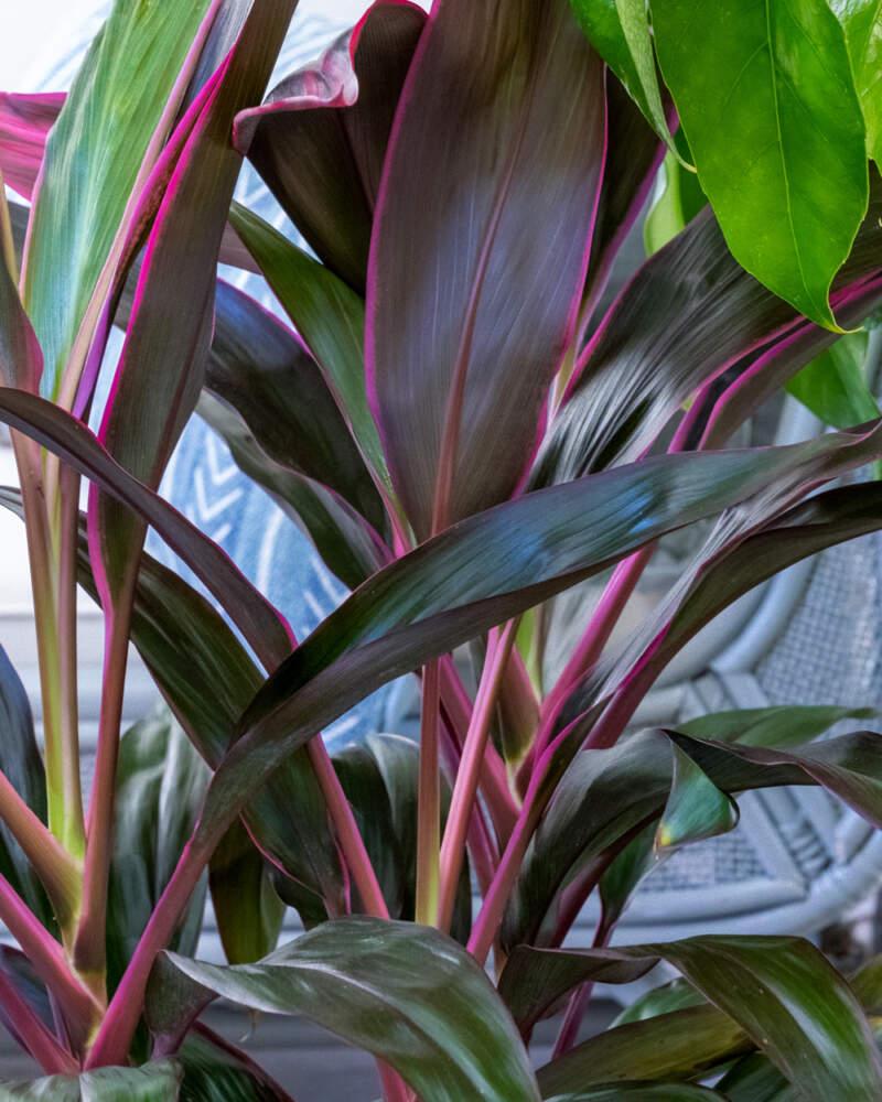 Cordyline Fruticosa Silver Lining - View 26 from www redcrocus com