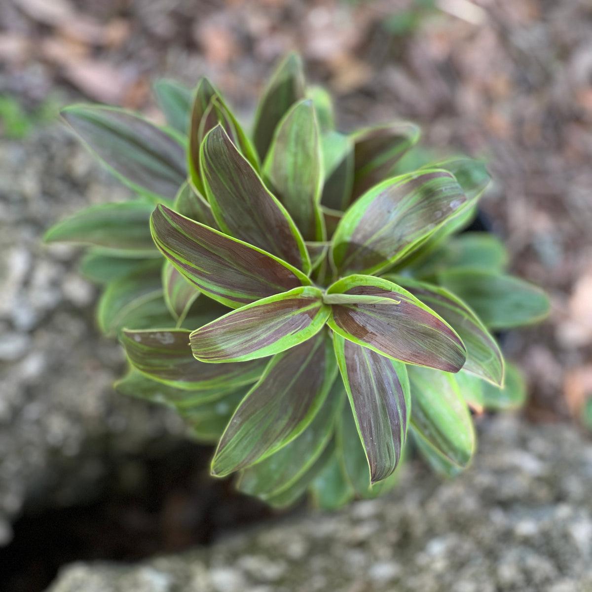 Cordyline Fruticosa Silver Lining - View 27 from www redcrocus com
