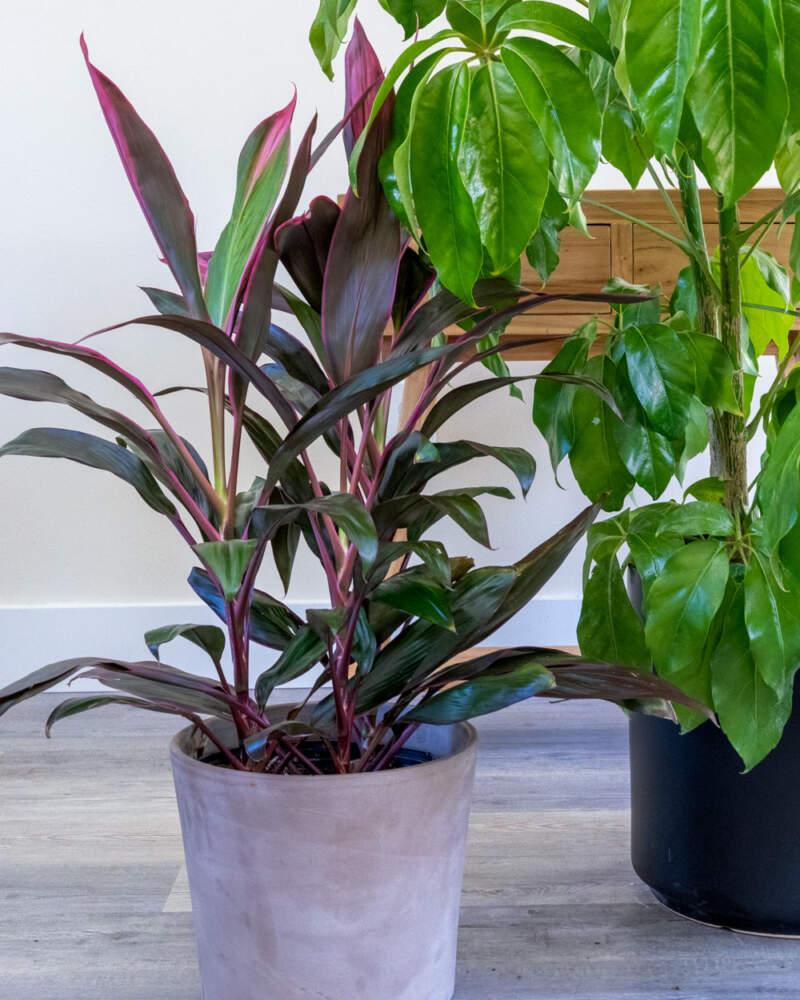 Cordyline Fruticosa Silver Lining - View 31 from www redcrocus com