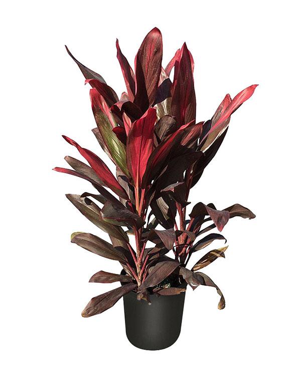 Cordyline Fruticosa Silver Lining - View 35 from www redcrocus com