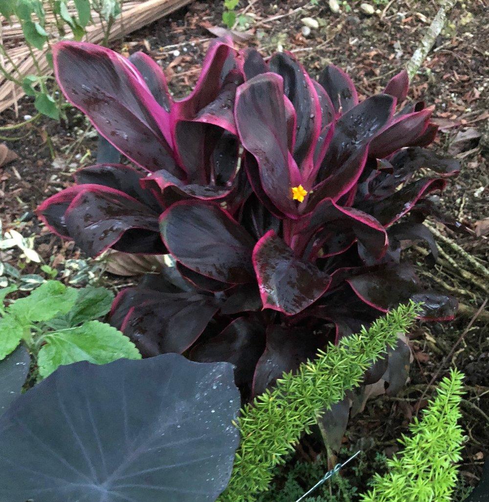 Cordyline Fruticosa Silver Lining - View 3 from www redcrocus com