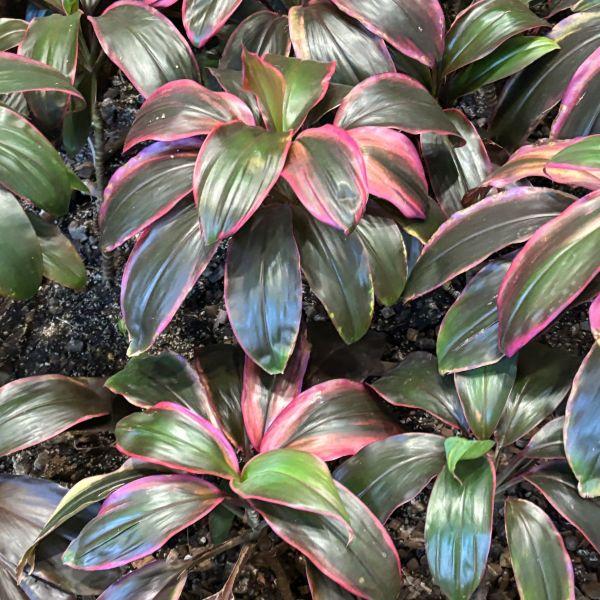 Cordyline Fruticosa Silver Lining - View 5 from www redcrocus com
