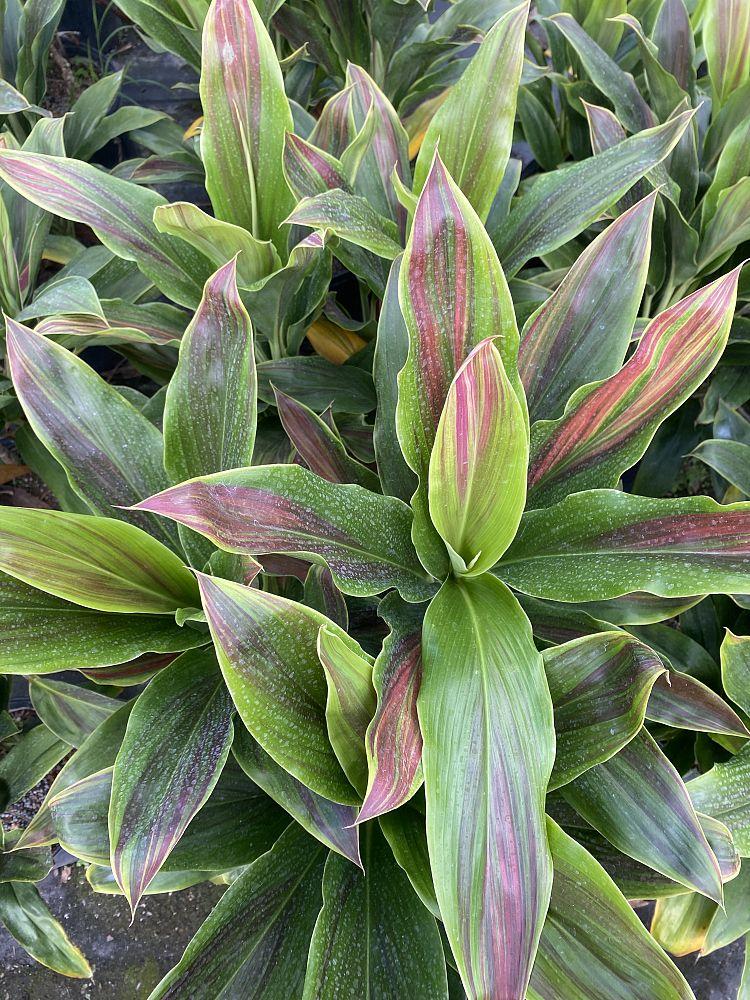 Cordyline Fruticosa Silver Lining - View 6 from www redcrocus com