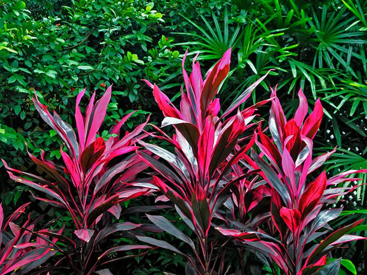 Cordyline Fruticosa Silver Lining - View 7 from www redcrocus com
