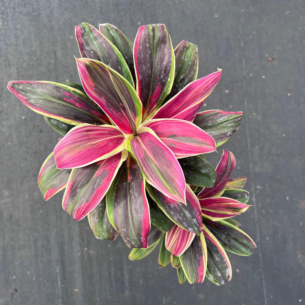 Cordyline Fruticosa Silver Lining - View 8 from www redcrocus com