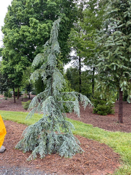 RedCrocus Deodar Cedar 'Silver Mist' (Cedrus deodara) – Live Evergreen Conifer with Silvery-Blue New Growth for Landscape & Containers  5 Gallon Nursery Pot