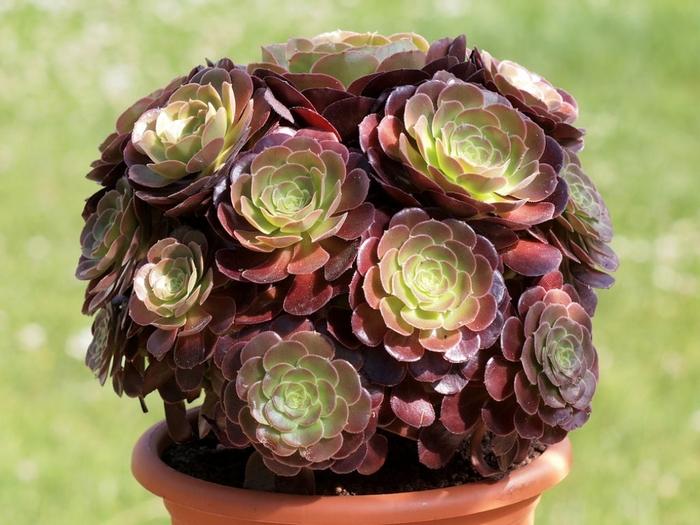 E1 Succulent Aeonium Zwartkopf - View 11 from www redcrocus com
