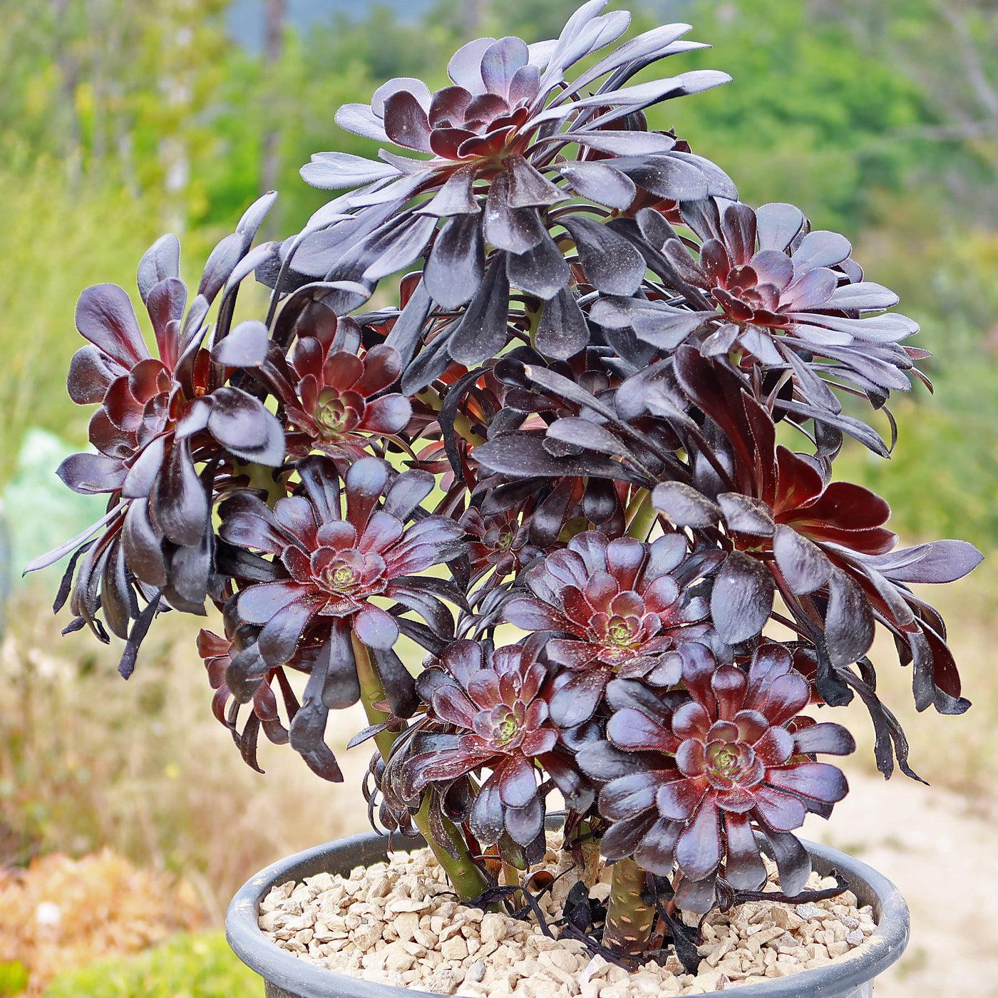 E1 Succulent Aeonium Zwartkopf - View 13 from www redcrocus com