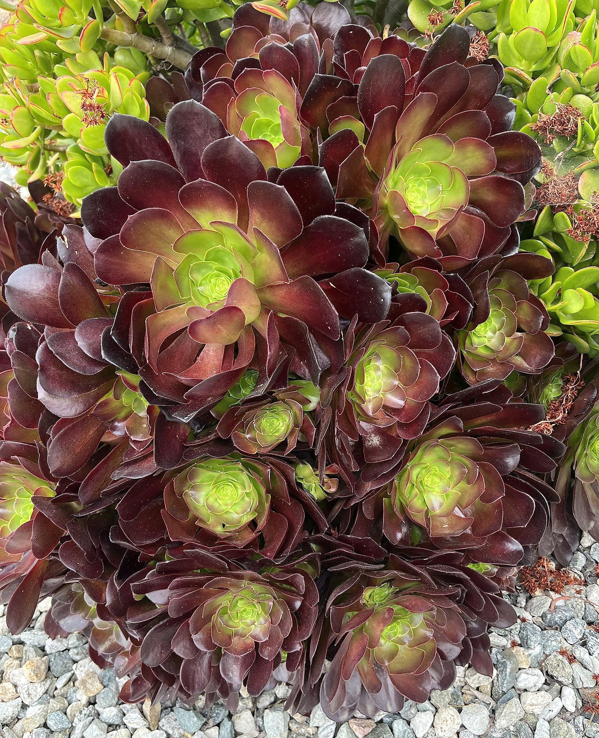 E1 Succulent Aeonium Zwartkopf - View 15 from www redcrocus com
