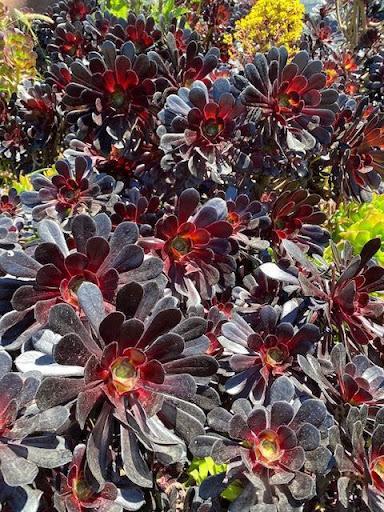 E1 Succulent Aeonium Zwartkopf - View 16 from www redcrocus com