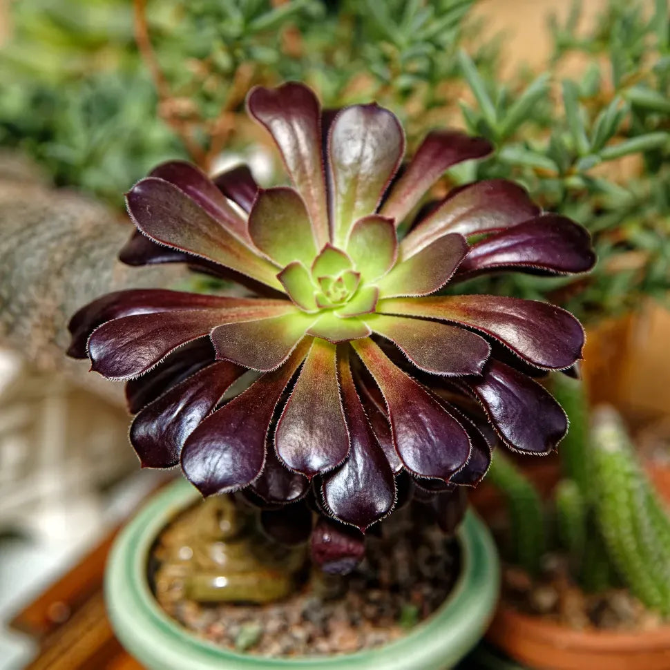 E1 Succulent Aeonium Zwartkopf - View 19 from www redcrocus com