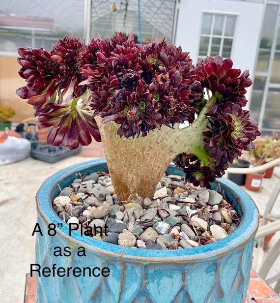 E1 Succulent Aeonium Zwartkopf - View 20 from www redcrocus com