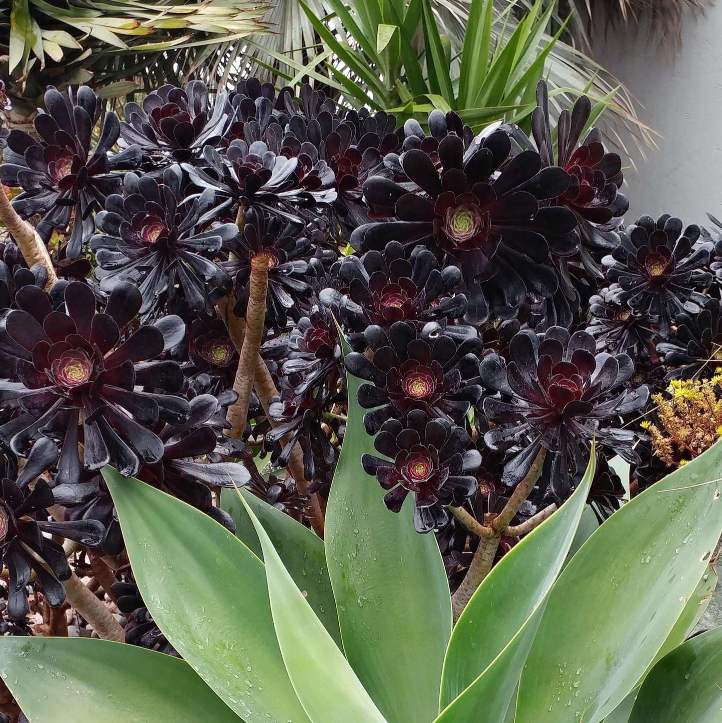 E1 Succulent Aeonium Zwartkopf - View 22 from www redcrocus com