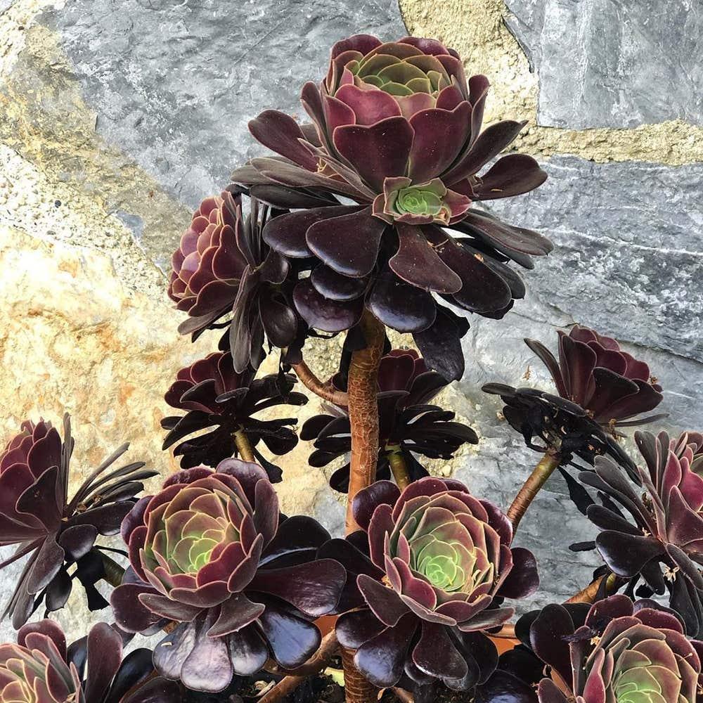 E1 Succulent Aeonium Zwartkopf - View 25 from www redcrocus com