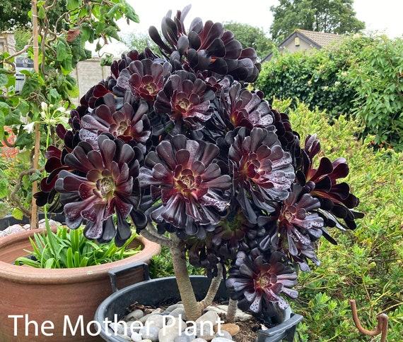 E1 Succulent Aeonium Zwartkopf - View 26 from www redcrocus com