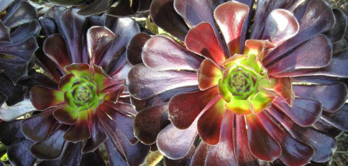 E1 Succulent Aeonium Zwartkopf - View 28 from www redcrocus com