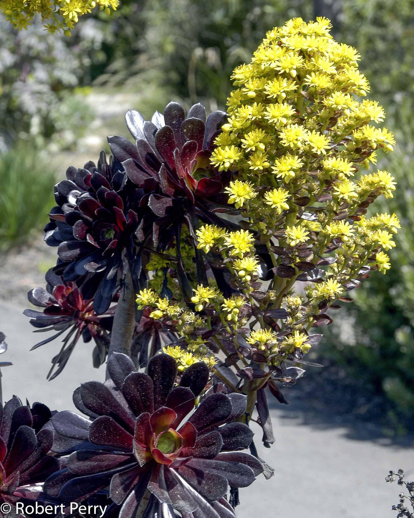 E1 Succulent Aeonium Zwartkopf - View 29 from www redcrocus com