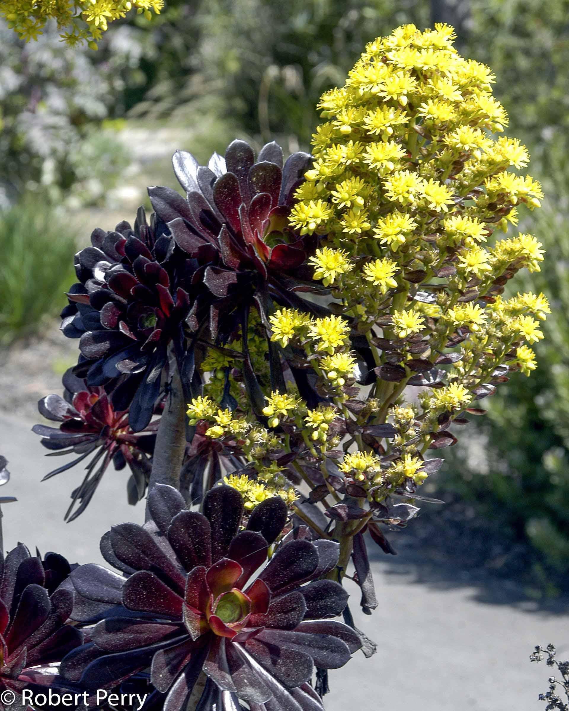 E1 Succulent Aeonium Zwartkopf - View 29 from www redcrocus com