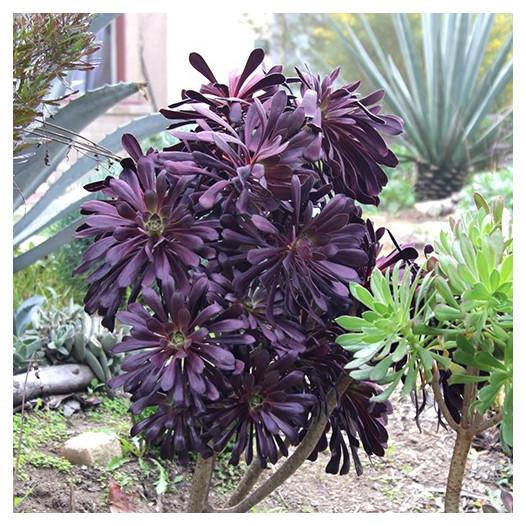 E1 Succulent Aeonium Zwartkopf - View 31 from www redcrocus com