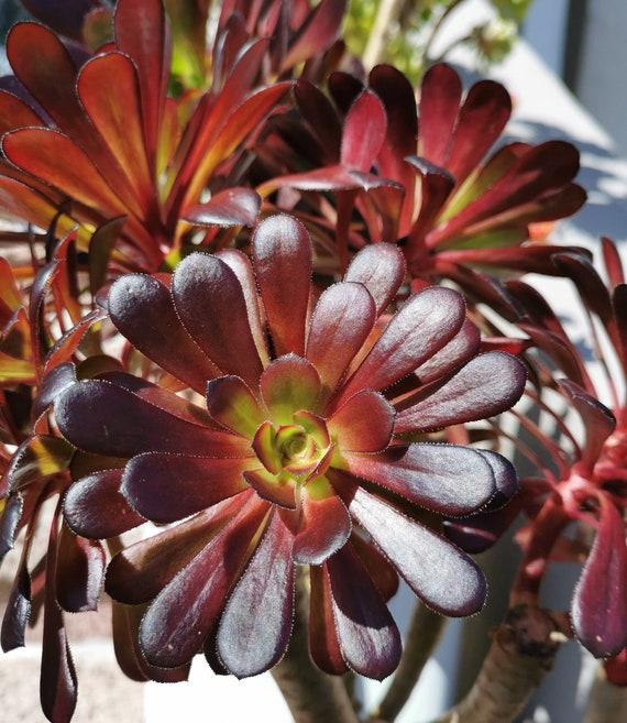 E1 Succulent Aeonium Zwartkopf - View 35 from www redcrocus com