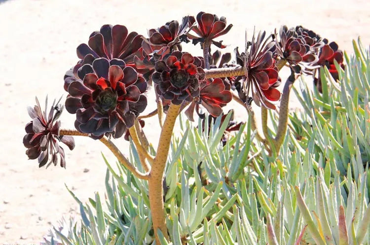 E1 Succulent Aeonium Zwartkopf - View 6 from www redcrocus com