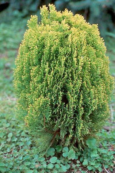Thuja Morgan Lime Green Arborvitae - View 10 from www redcrocus com