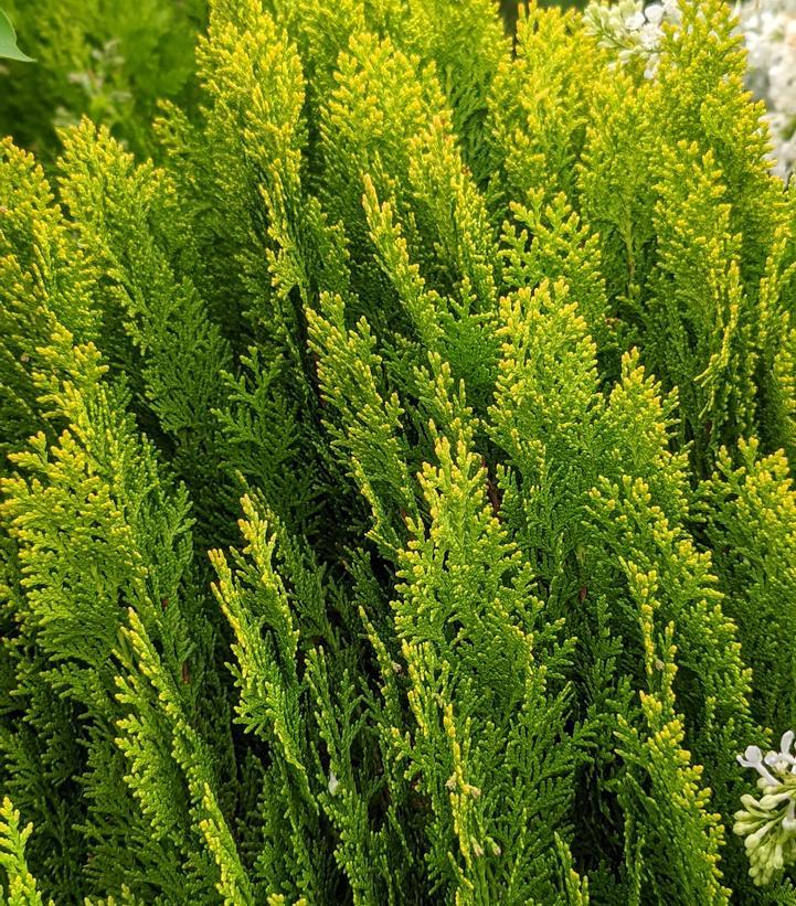 Thuja Morgan Lime Green Arborvitae - View 11 from www redcrocus com