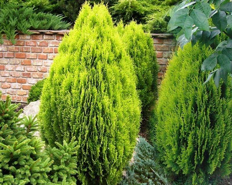 Thuja Morgan Lime Green Arborvitae - View 12 from www redcrocus com