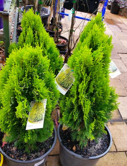 Thuja Morgan Lime Green Arborvitae - View 13 from www redcrocus com