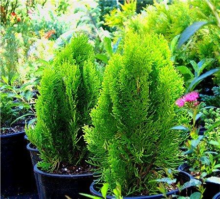Thuja Morgan Lime Green Arborvitae - View 14 from www redcrocus com