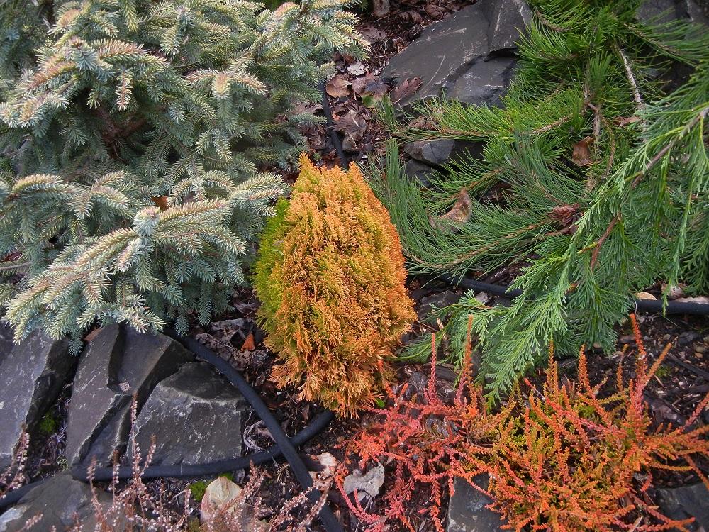 Thuja Morgan Lime Green Arborvitae - View 15 from www redcrocus com