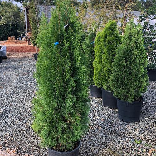 Thuja Morgan Lime Green Arborvitae - View 16 from www redcrocus com