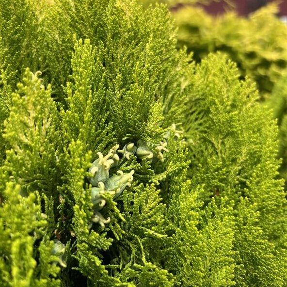 Thuja Morgan Lime Green Arborvitae - View 18 from www redcrocus com