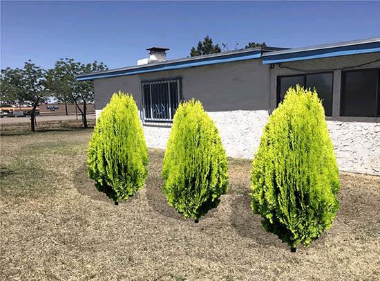 Thuja Morgan Lime Green Arborvitae - View 19 from www redcrocus com