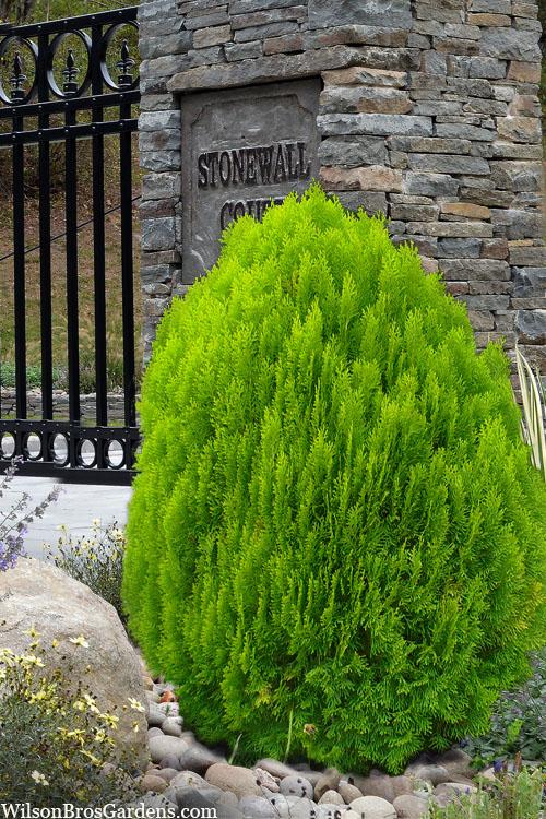 Thuja Morgan Lime Green Arborvitae - View 1 from www redcrocus com