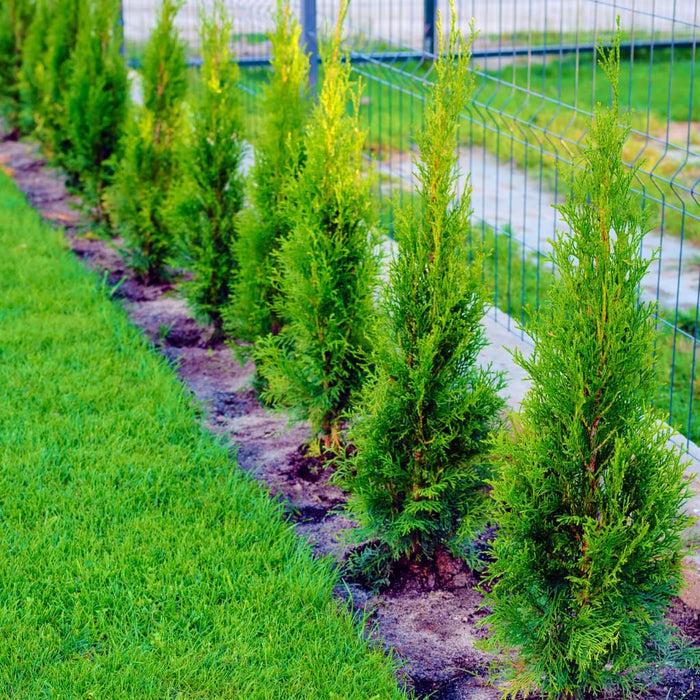 Thuja Morgan Lime Green Arborvitae - View 21 from www redcrocus com