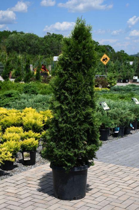Thuja Morgan Lime Green Arborvitae - View 24 from www redcrocus com
