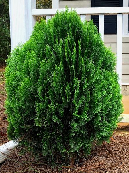 Thuja Morgan Lime Green Arborvitae - View 25 from www redcrocus com