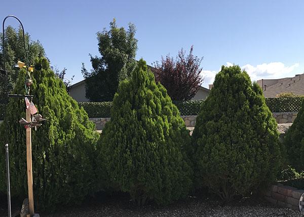 Thuja Morgan Lime Green Arborvitae - View 26 from www redcrocus com