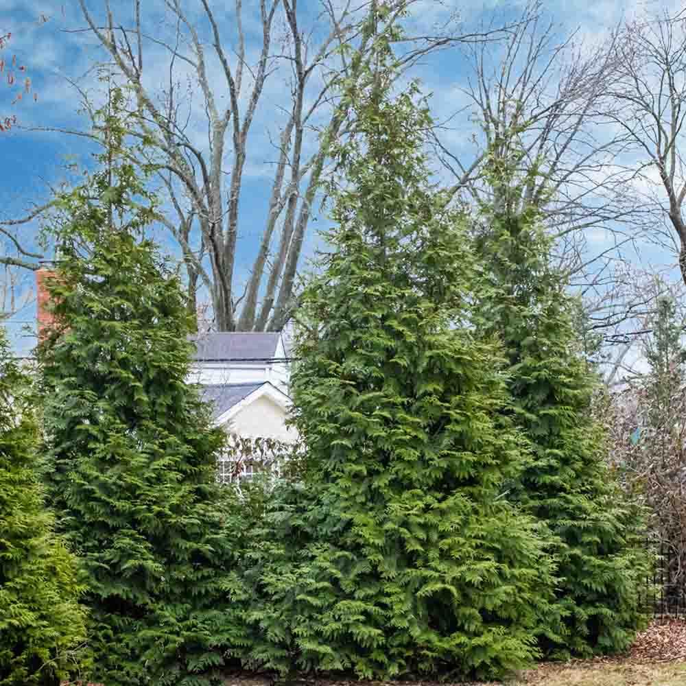 Thuja Morgan Lime Green Arborvitae - View 27 from www redcrocus com
