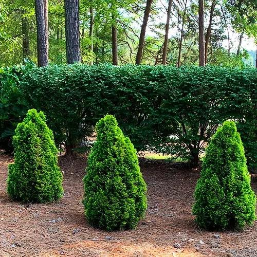 Thuja Morgan Lime Green Arborvitae - View 28 from www redcrocus com