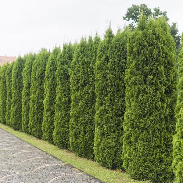 Thuja Morgan Lime Green Arborvitae - View 29 from www redcrocus com