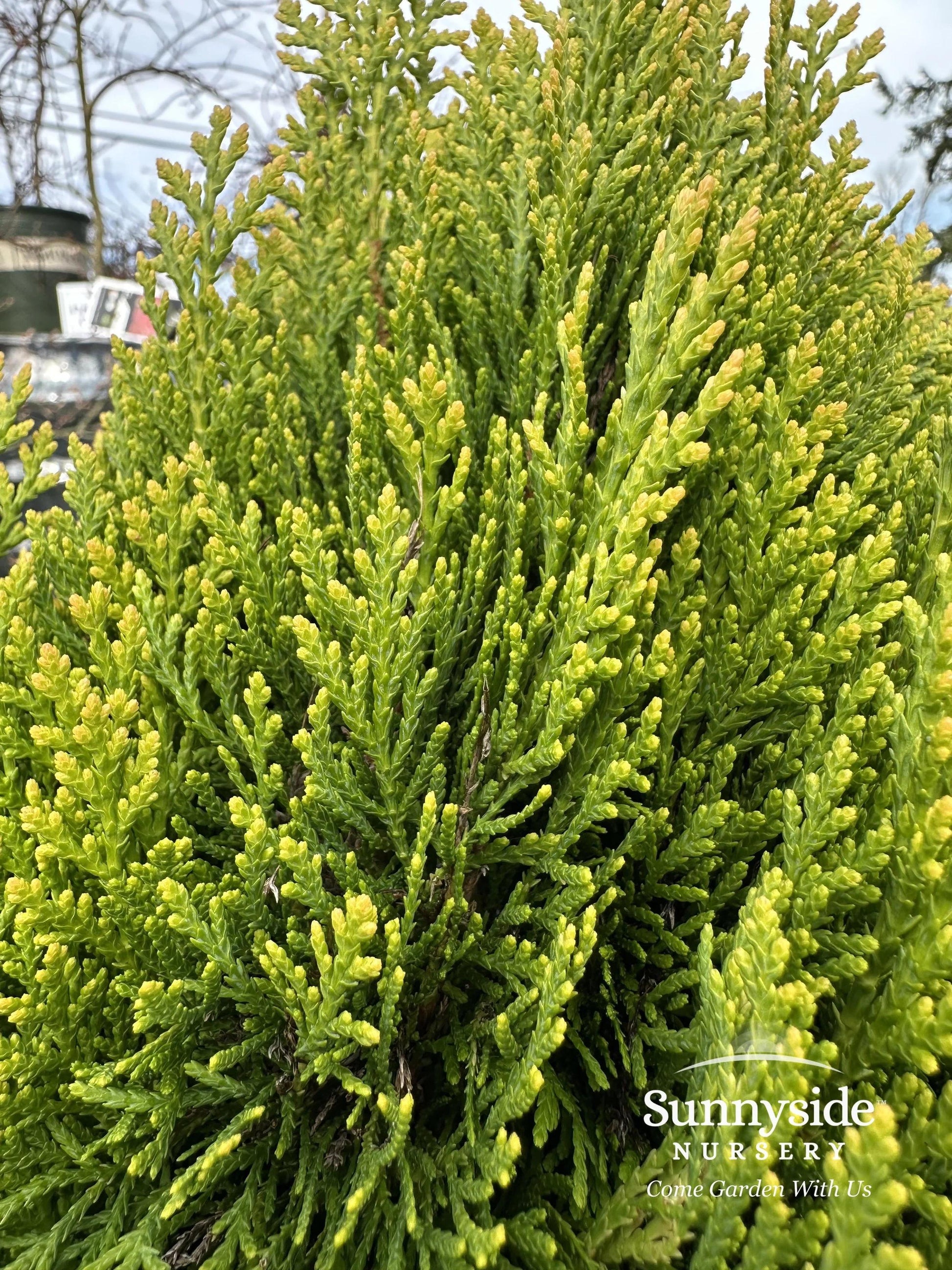 Thuja Morgan Lime Green Arborvitae - View 30 from www redcrocus com